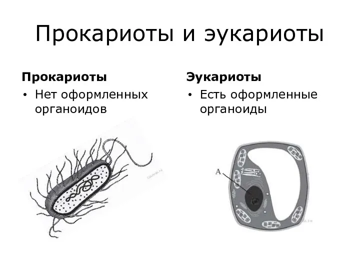 Прокариоты и эукариоты Прокариоты Нет оформленных органоидов Эукариоты Есть оформленные органоиды