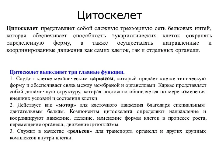 Цитоскелет Цитоскелет представляет собой сложную трехмерную сеть белковых нитей, которая обеспечивает способность