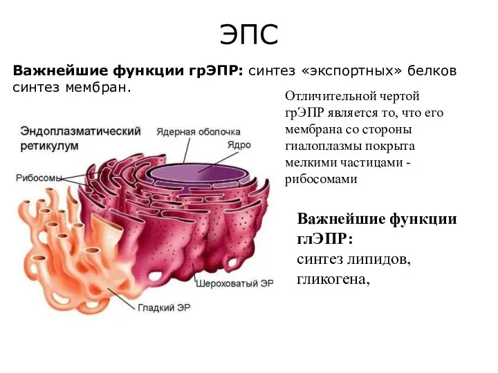 ЭПС Важнейшие функции грЭПР: синтез «экспортных» белков синтез мембран. Отличительной чертой грЭПР