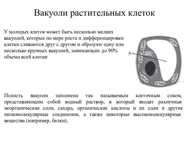 Вакуоли растительных клеток У молодых клеток может быть несколько мелких вакуолей, которые