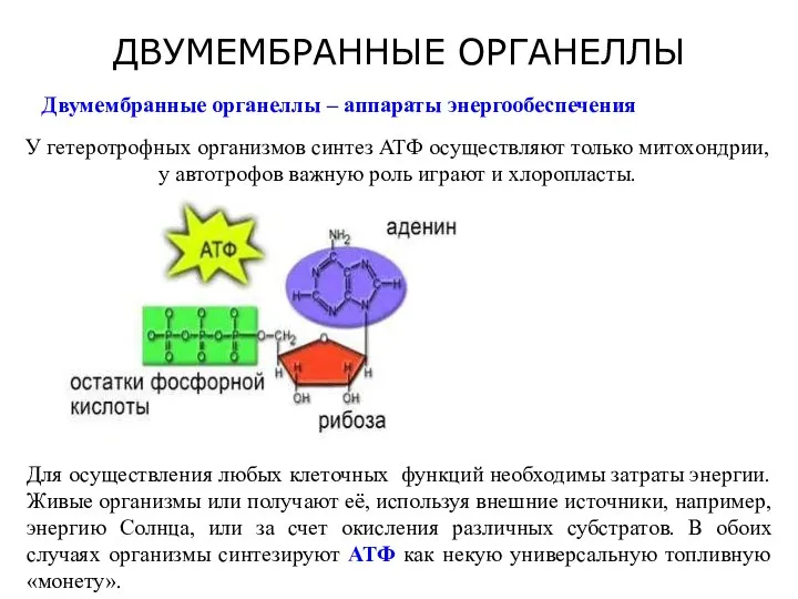 ДВУМЕМБРАННЫЕ ОРГАНЕЛЛЫ Двумембранные органеллы – аппараты энергообеспечения У гетеротрофных организмов синтез АТФ