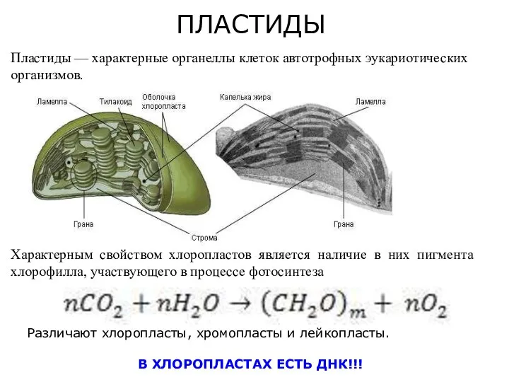 ПЛАСТИДЫ Пластиды — характерные органеллы клеток автотрофных эукариотических организмов. Характерным свойством хлоропластов