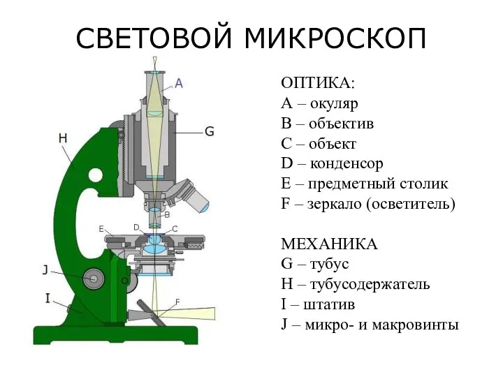 СВЕТОВОЙ МИКРОСКОП ОПТИКА: А – окуляр B – объектив С – объект