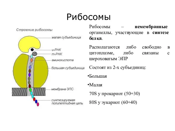 Рибосомы Рибосомы – немембранные органеллы, участвующие в синтезе белка. Располагаются либо свободно