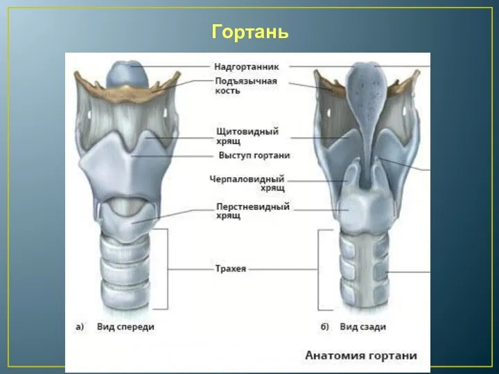 Гортань