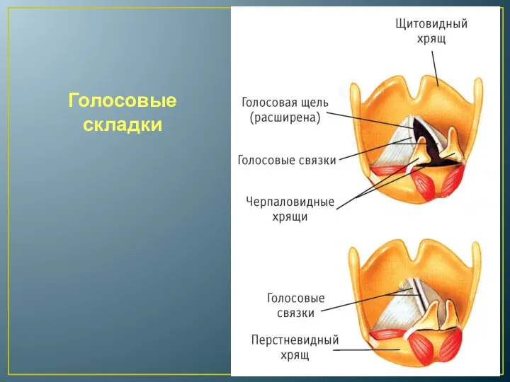 Голосовые складки