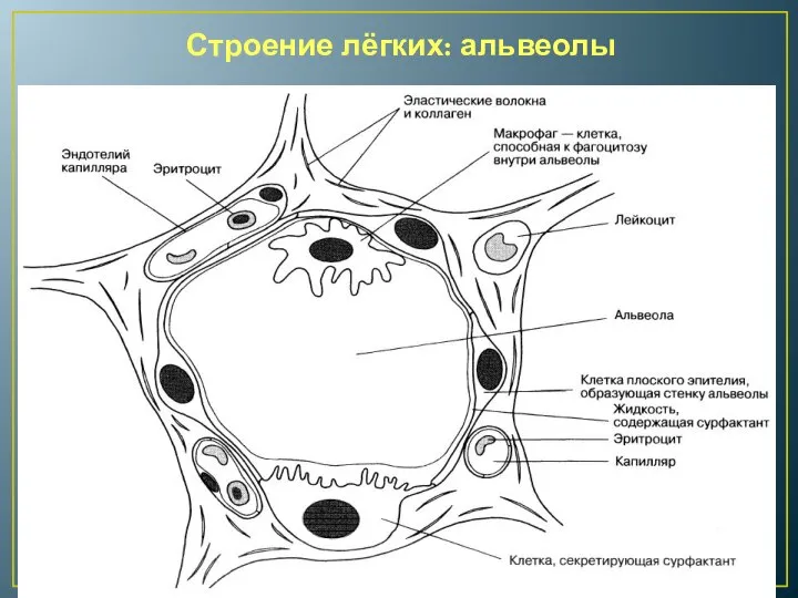 Строение лёгких: альвеолы