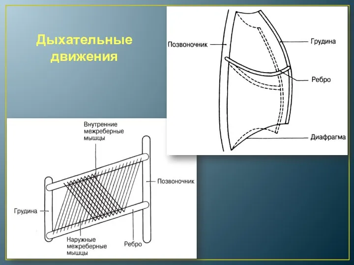 Дыхательные движения