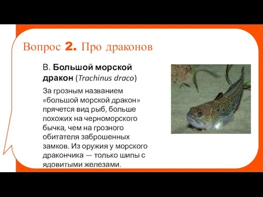 Вопрос 2. Про драконов В. Большой морской дракон (Trachinus draco) За грозным