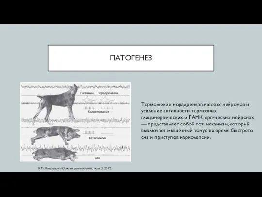 ПАТОГЕНЕЗ Торможение норадренергических нейронов и усиление активности тормозных глицинергических и ГАМК-ергических нейронах