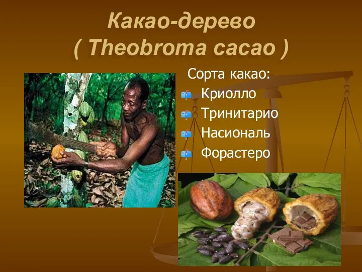 Какао-дерево ( Theobroma cacao ) Сорта какао: Криолло Тринитарио Насиональ Форастеро