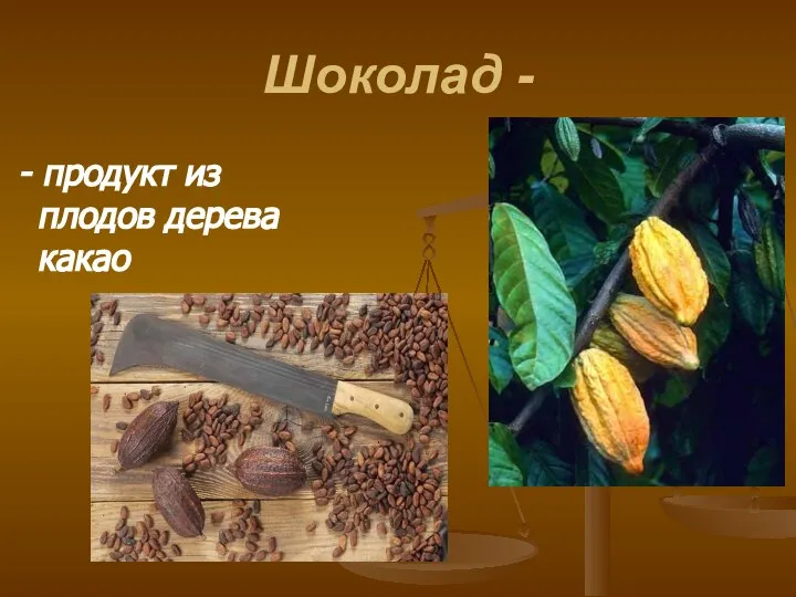 Шоколад - - продукт из плодов дерева какао