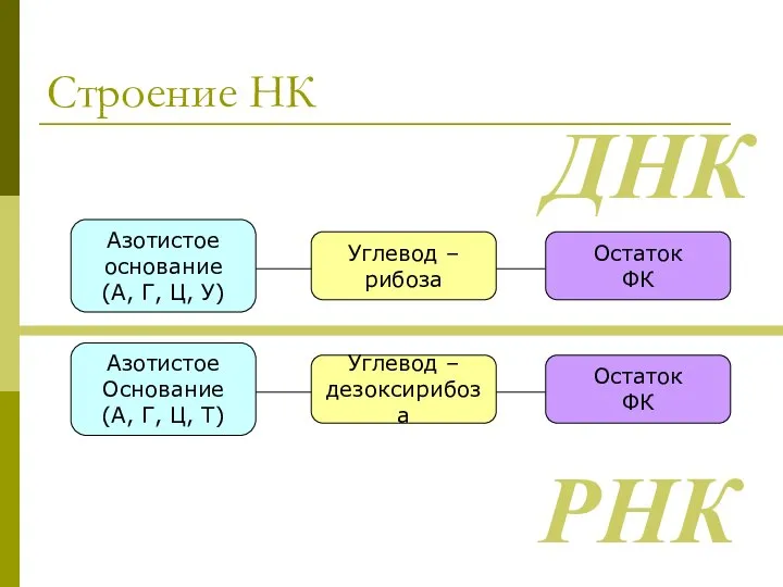 Строение НК Углевод – дезоксирибоза Азотистое Основание (А, Г, Ц, Т) Остаток