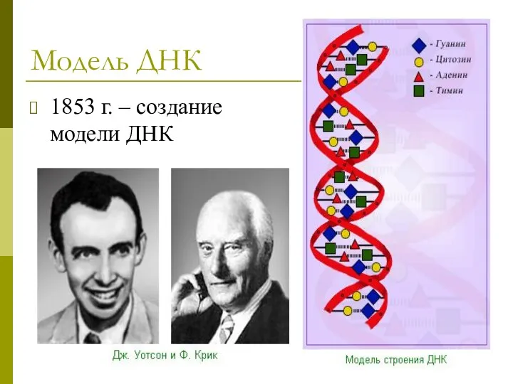 Модель ДНК 1853 г. – создание модели ДНК