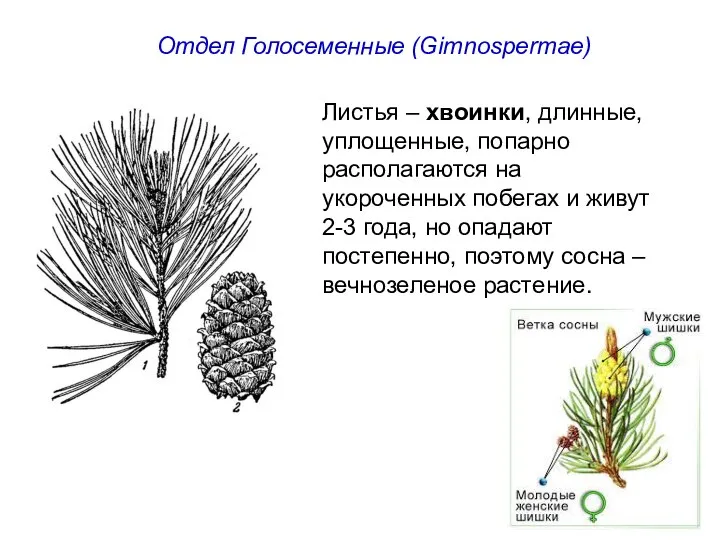 Отдел Голосеменные (Gimnospermae) Листья – хвоинки, длинные, уплощенные, попарно располагаются на укороченных