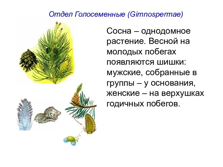 Отдел Голосеменные (Gimnospermae) Сосна – однодомное растение. Весной на молодых побегах появляются