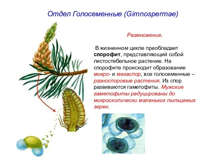 Отдел Голосеменные (Gimnospermae) Размножение. В жизненном цикле преобладает спорофит, представляющий собой листостебельное