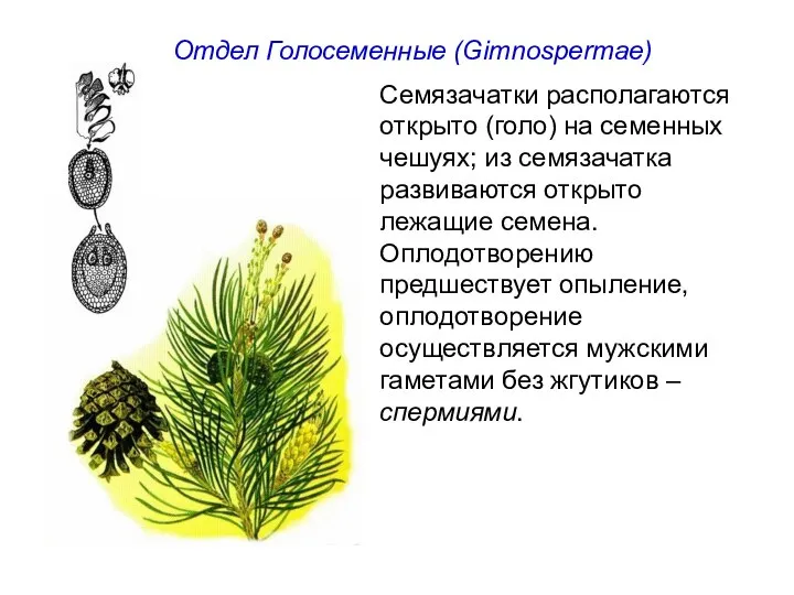 Отдел Голосеменные (Gimnospermae) Семязачатки располагаются открыто (голо) на семенных чешуях; из семязачатка