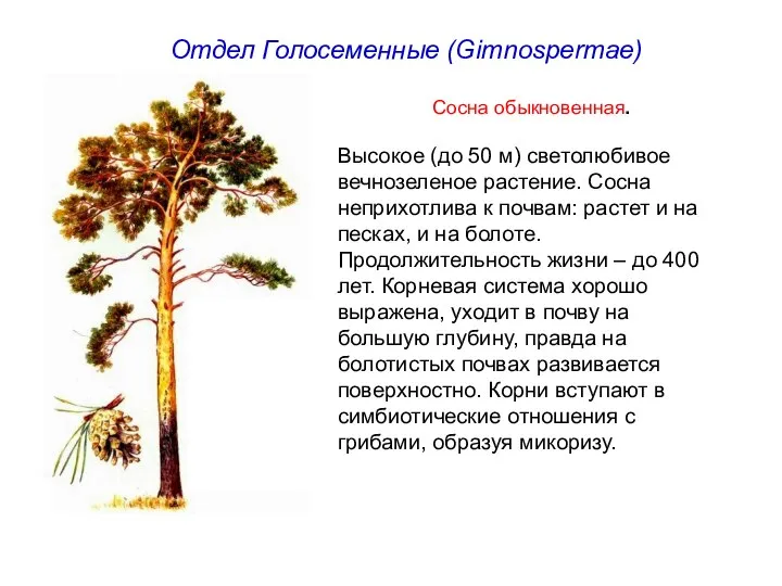 Отдел Голосеменные (Gimnospermae) Сосна обыкновенная. Высокое (до 50 м) светолюбивое вечнозеленое растение.