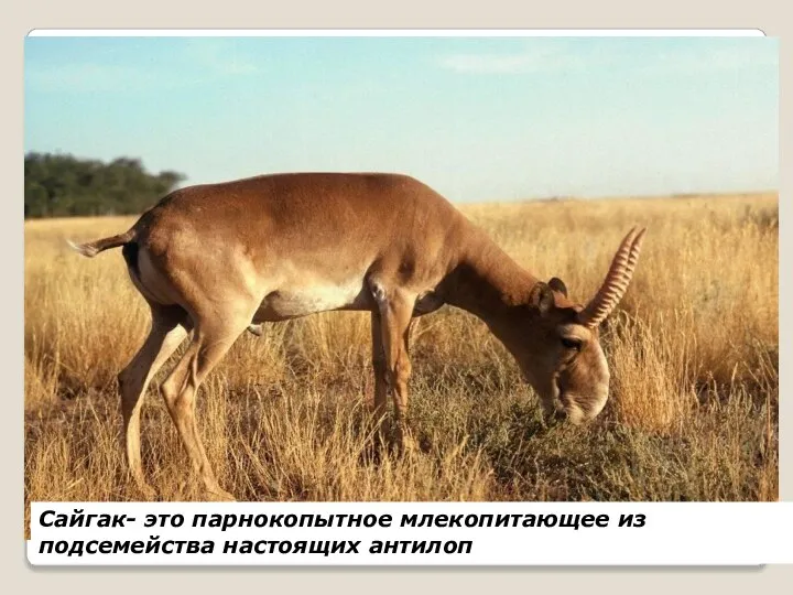 Сайгак- это парнокопытное млекопитающее из подсемейства настоящих антилоп