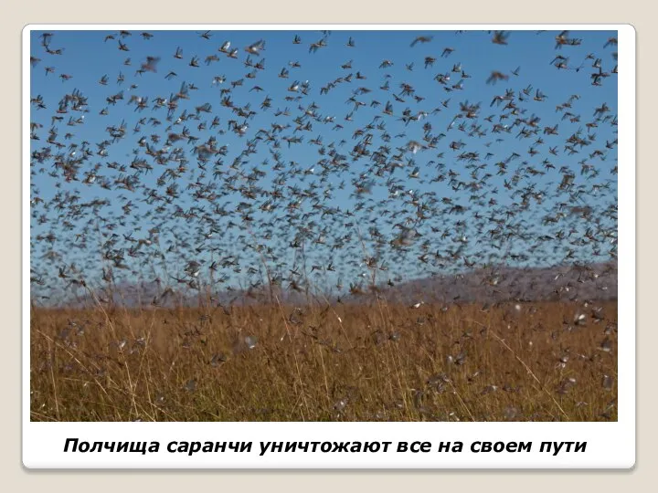 Полчища саранчи уничтожают все на своем пути