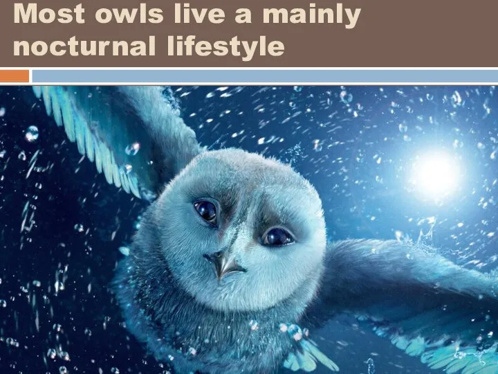 Most owls live a mainly nocturnal lifestyle /