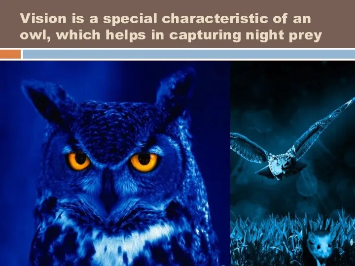 Vision is a special characteristic of an owl, which helps in capturing night prey .
