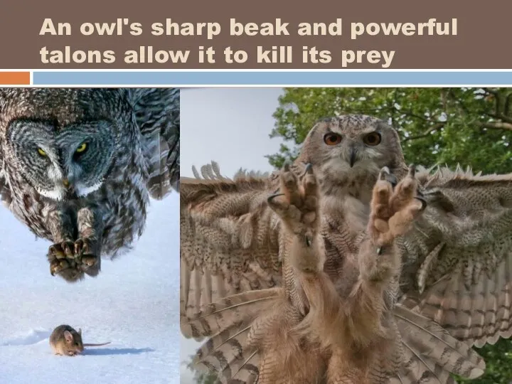 An owl's sharp beak and powerful talons allow it to kill its prey .
