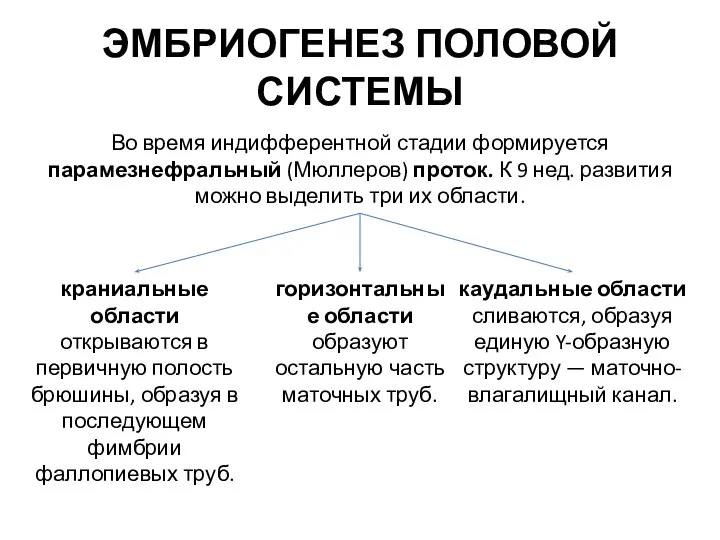 ЭМБРИОГЕНЕЗ ПОЛОВОЙ СИСТЕМЫ Во время индифферентной стадии формируется парамезнефральный (Мюллеров) проток. К