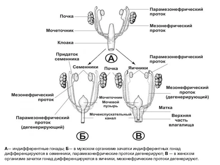 А— индифферентные гонады; Б— в мужском организме зачатки индифферентных гонад дифференцируются в