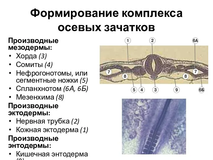 Формирование комплекса осевых зачатков Производные мезодермы: Хорда (3) Сомиты (4) Нефрогонотомы, или