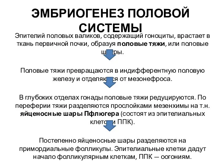 ЭМБРИОГЕНЕЗ ПОЛОВОЙ СИСТЕМЫ Эпителий половых валиков, содержащий гоноциты, врастает в ткань первичной