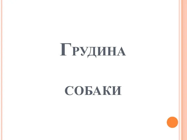 Грудина собаки