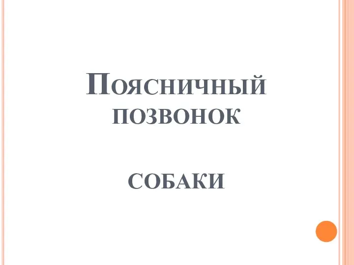 Поясничный позвонок собаки