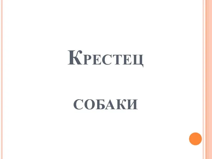 Крестец собаки