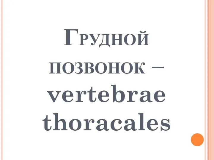 Грудной позвонок – vertebrae thoracales