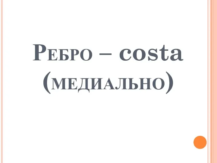 Ребро – costa (медиально)