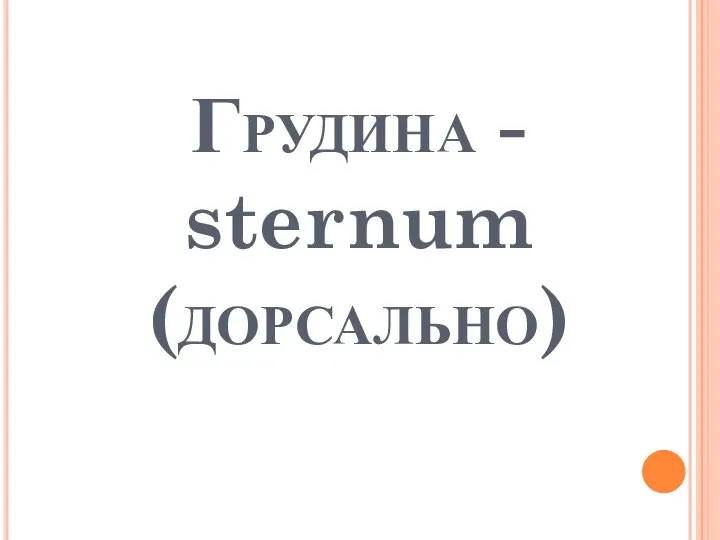 Грудина - sternum (дорсально)
