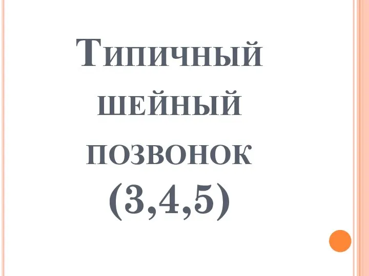 Типичный шейный позвонок (3,4,5)