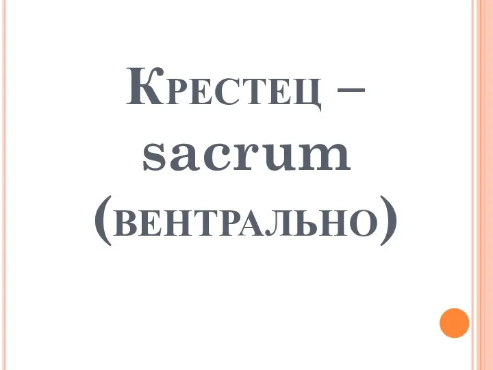 Крестец – sacrum (вентрально)