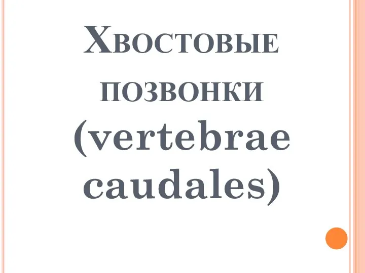 Хвостовые позвонки (vertebrae caudales)