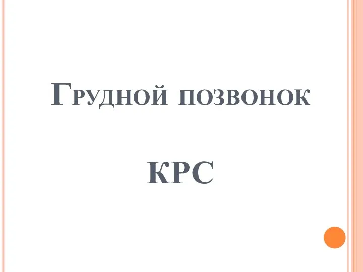 Грудной позвонок КРС