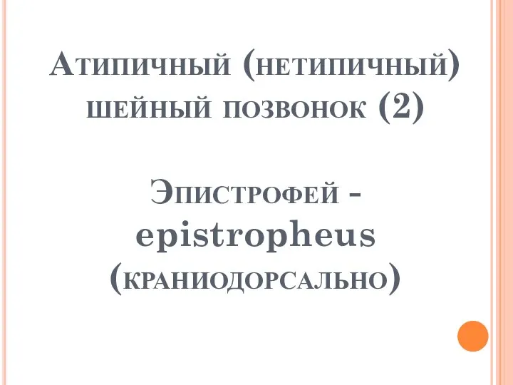 Атипичный (нетипичный) шейный позвонок (2) Эпистрофей - epistropheus (краниодорсально)