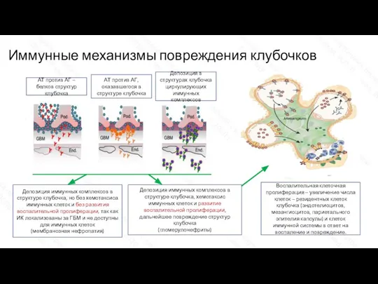 Иммунные механизмы повреждения клубочков АТ против АГ – белков структур клубочка АТ