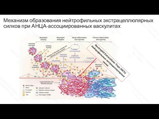 Механизм образования нейтрофильных экстрацеллюлярных силков при АНЦА-ассоциированных васкулитах