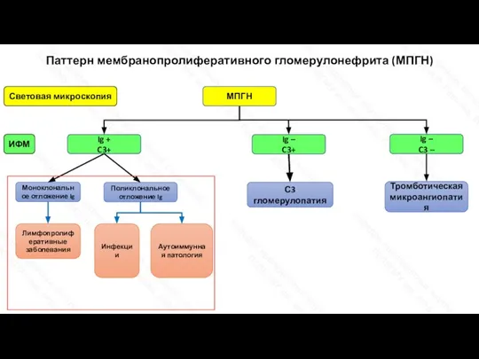 Паттерн мембранопролиферативного гломерулонефрита (МПГН) МПГН Ig – C3 – Ig + C3+