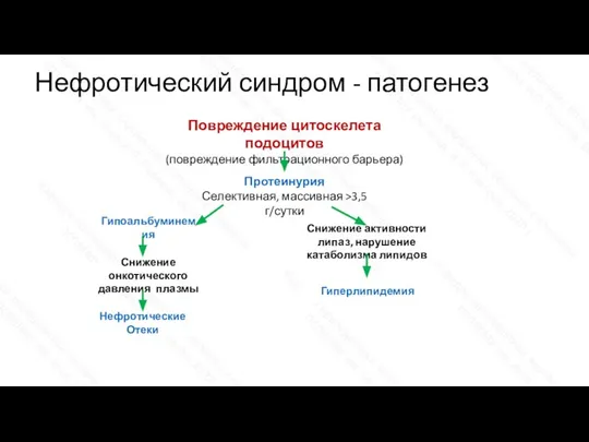 Нефротический синдром - патогенез Повреждение цитоскелета подоцитов (повреждение фильтрационного барьера) Протеинурия Селективная,