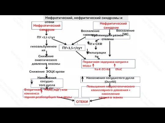 Нефротический синдром Нефритический синдром Протеинурия разной степени Кf и СКФ ПУ>3,5 г/сут