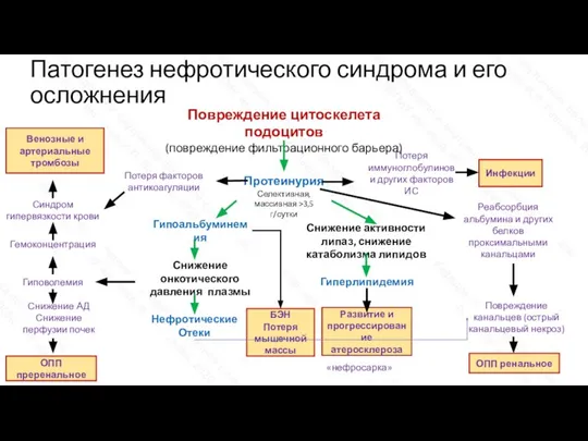 «нефросарка» Потеря факторов антикоагуляции Патогенез нефротического синдрома и его осложнения Повреждение цитоскелета