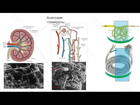 Анатомия гломерулы